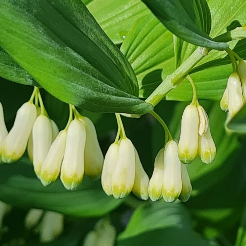 Solomon's Seal