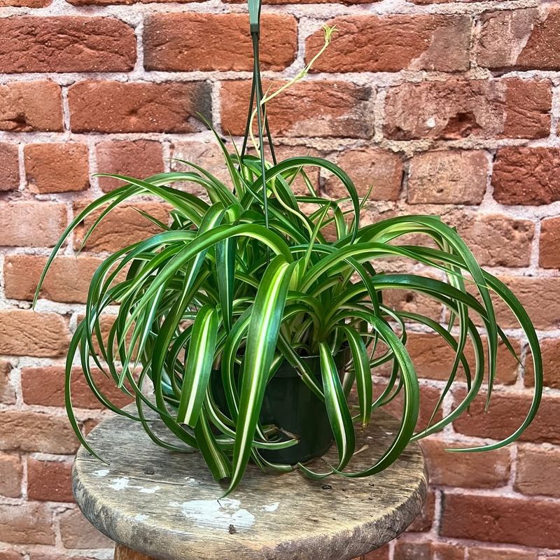 Spider Plant