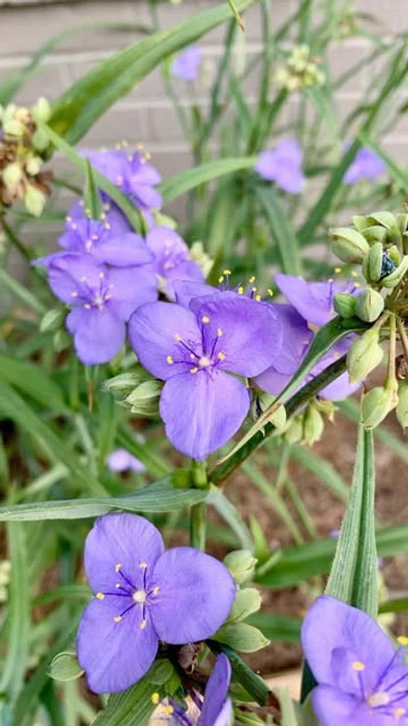 Spiderwort