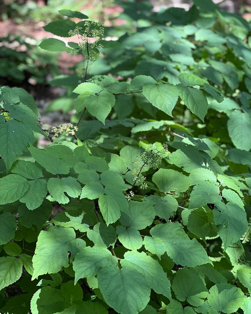 Spikenard