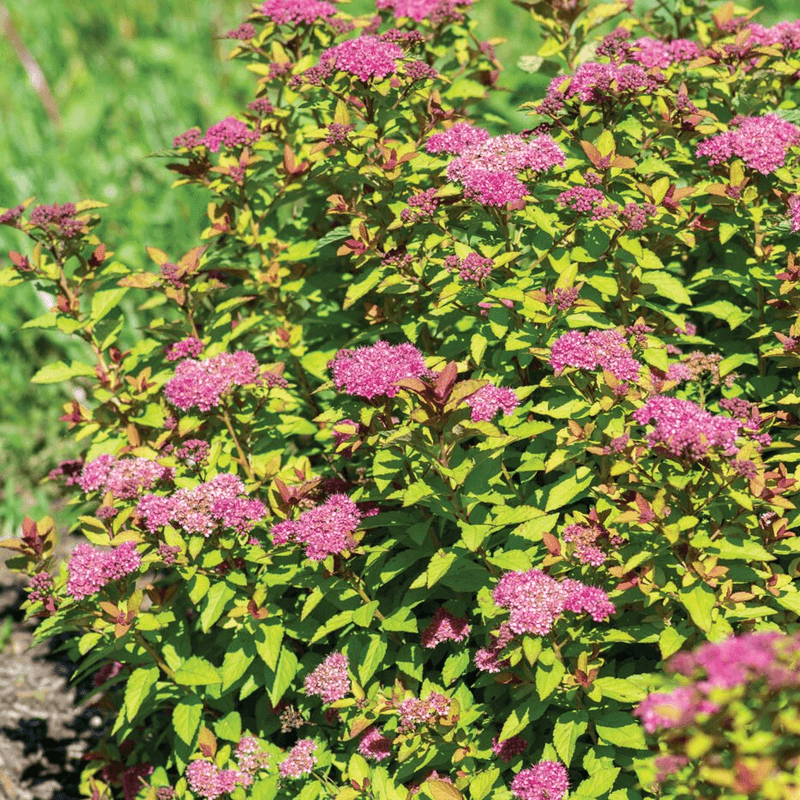 Spirea