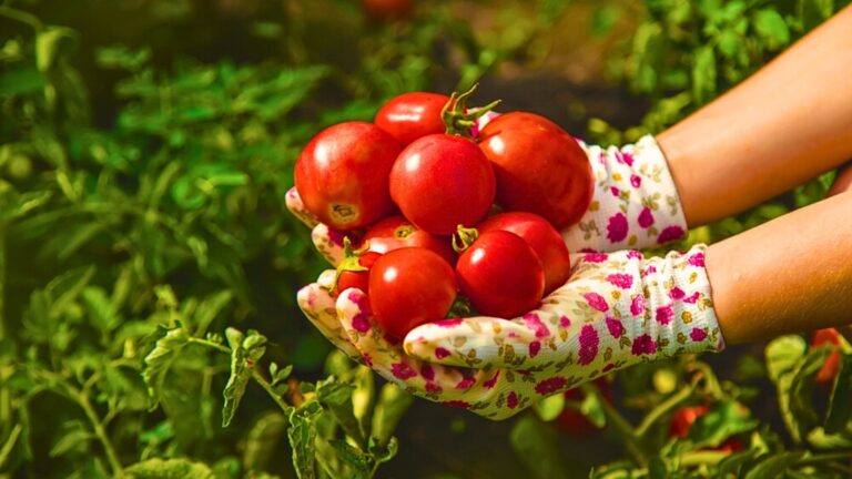 gardener holding tomatoes