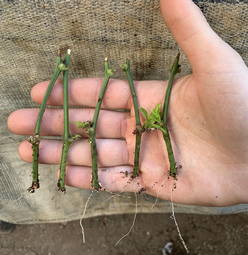 Stem Cuttings