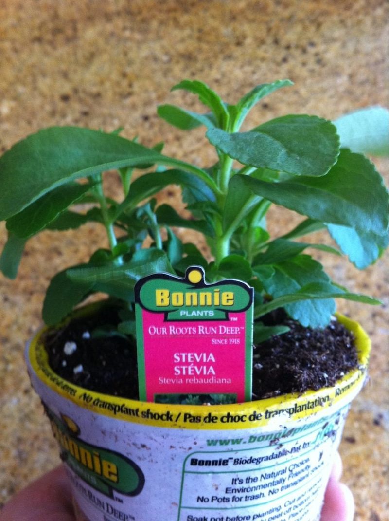 Stevia