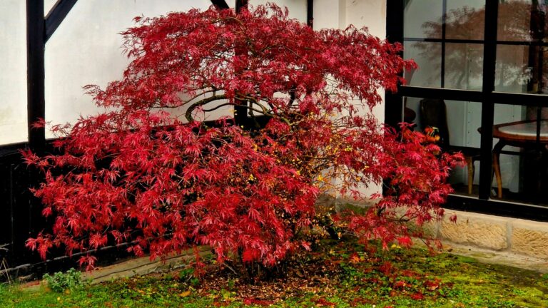 tree in the garden