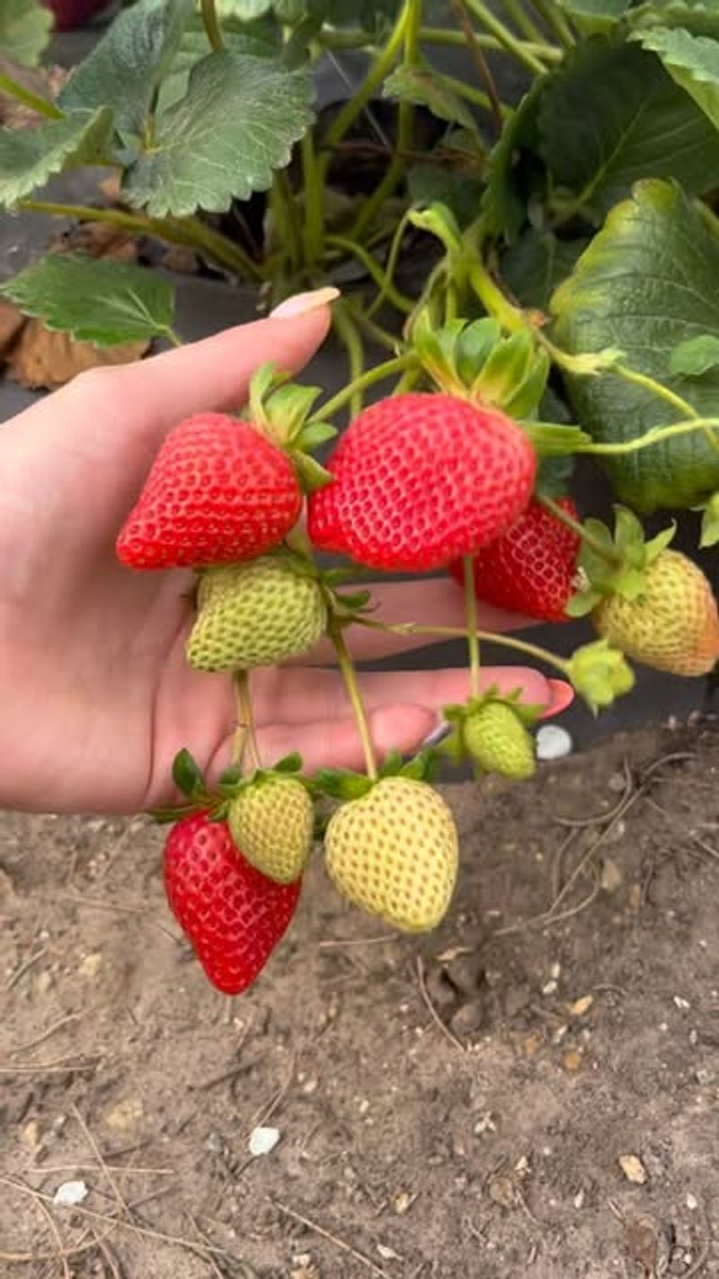 Strawberries