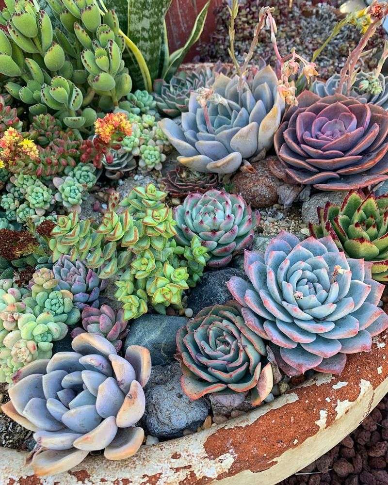 Succulents