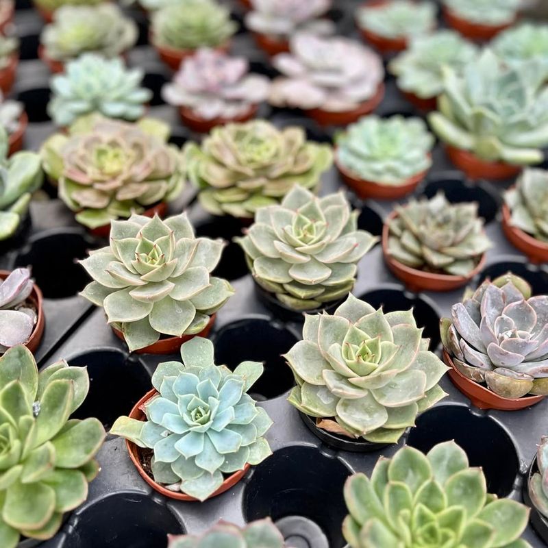 Succulents