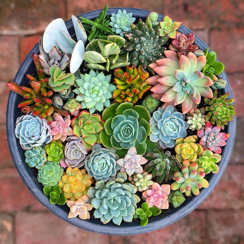 Succulents