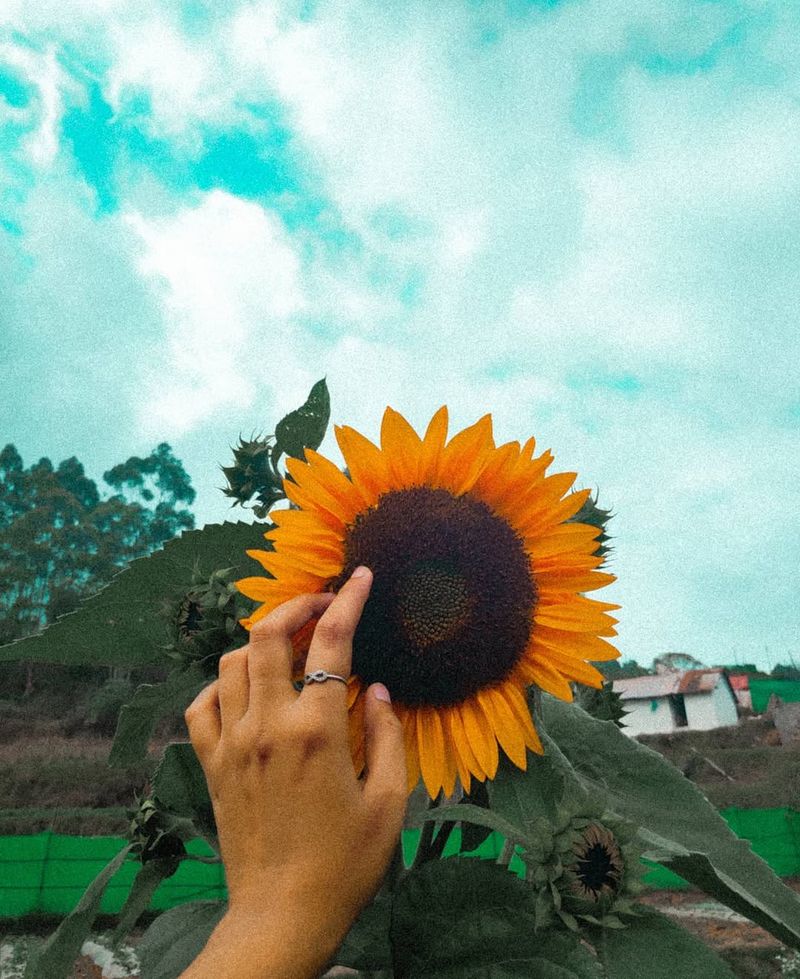 Sunflower