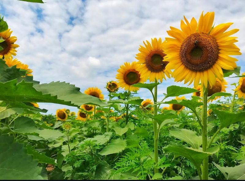 Sunflower