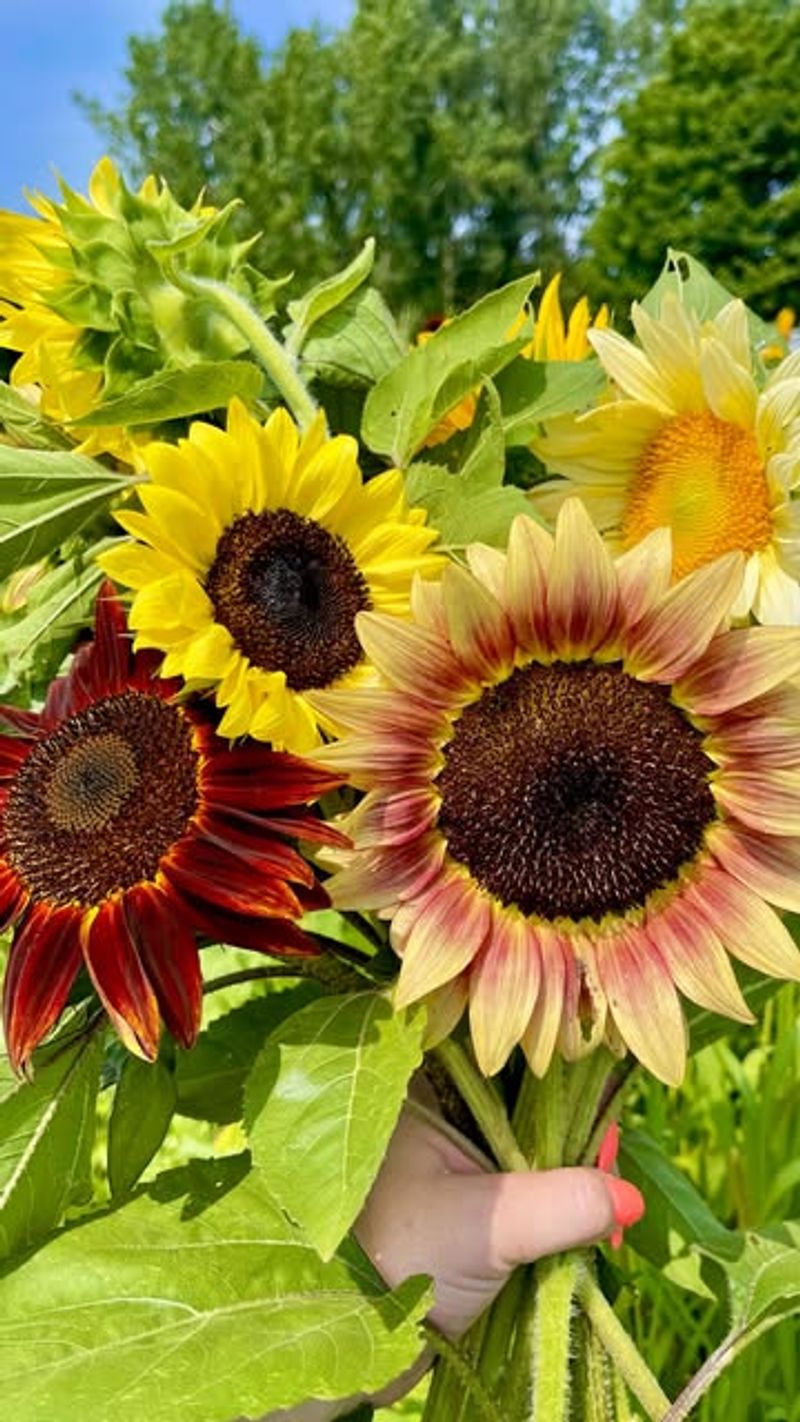 Sunflowers