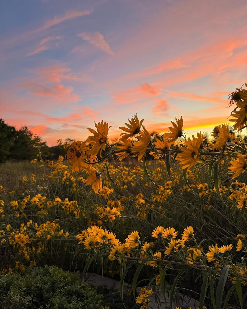 Sunset Coneflower