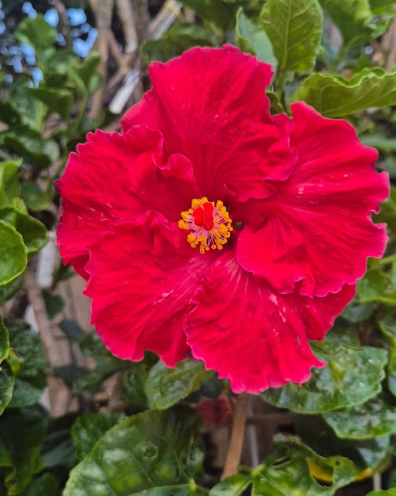 Sunset Hibiscus