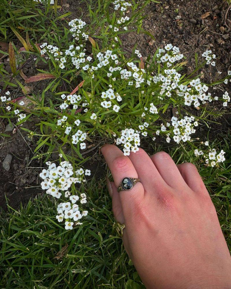 Sweet Alyssum