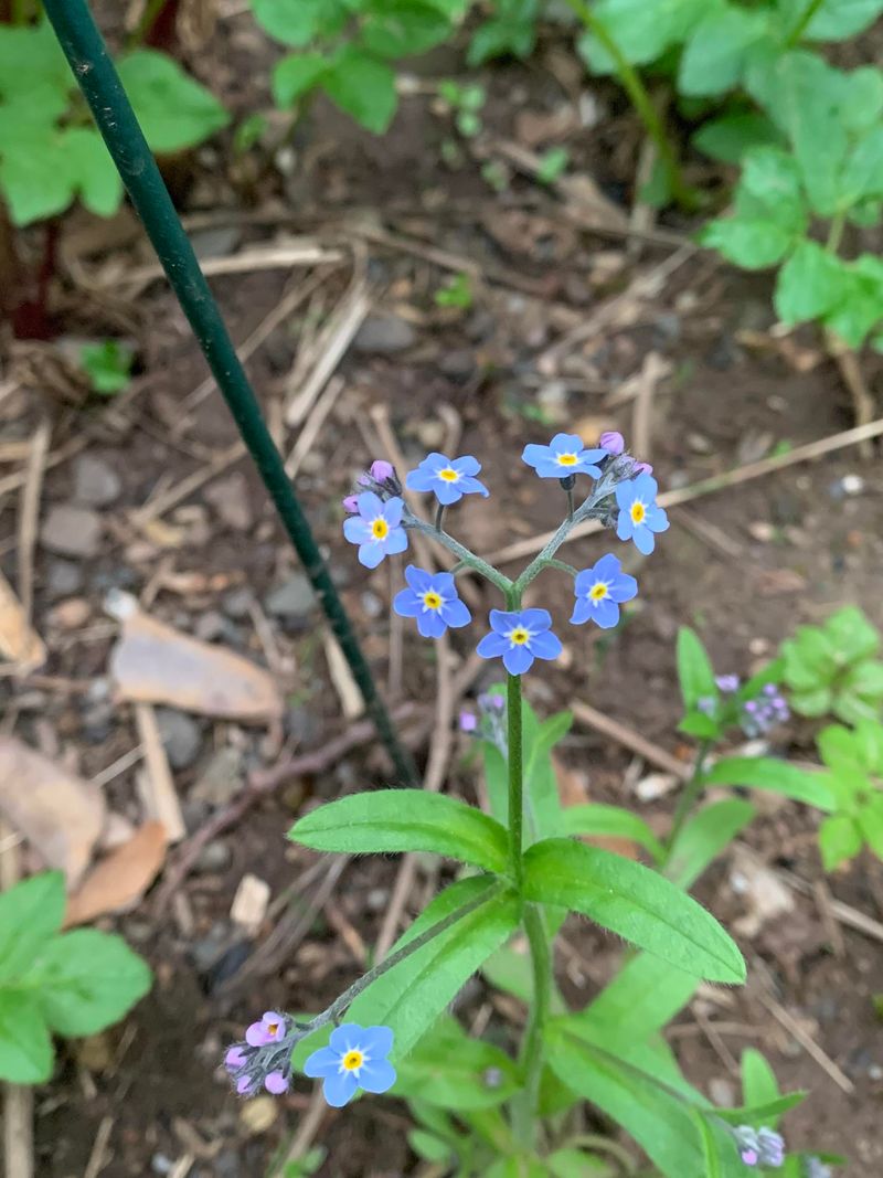 Forget-Me-Not