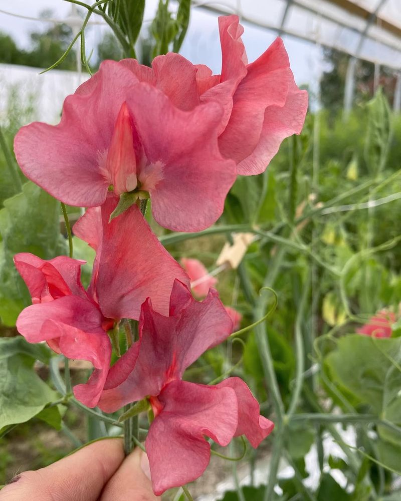 Sweet Peas