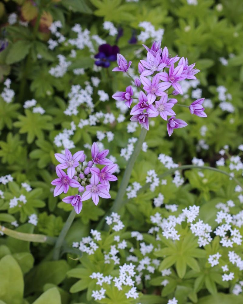 Sweet Woodruff