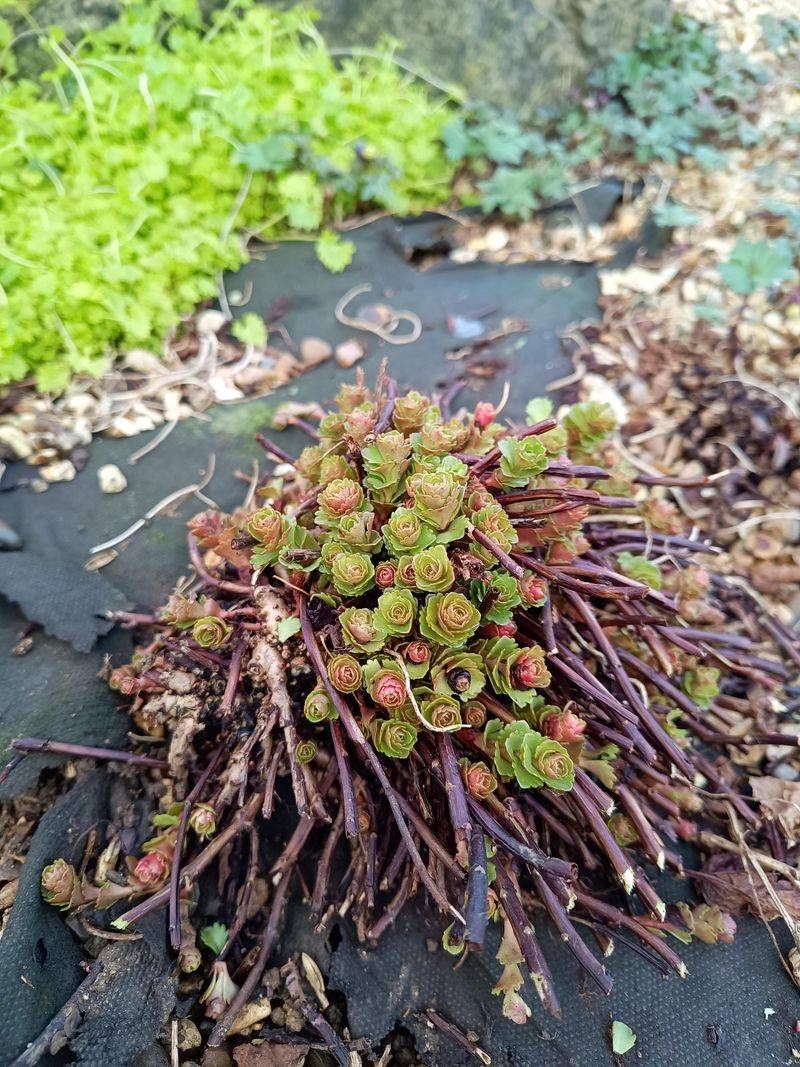 Sedum