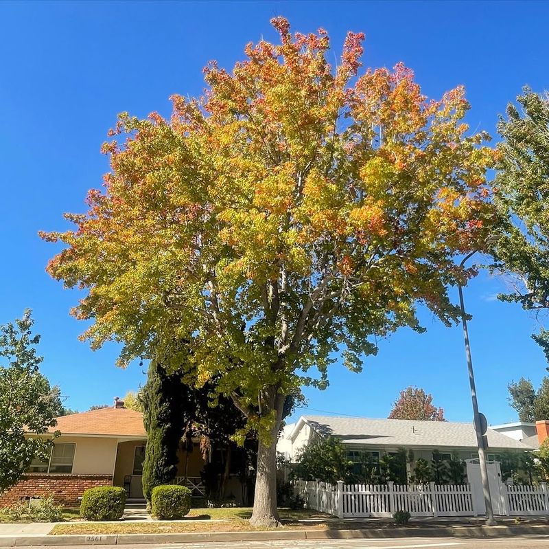 Sweetgum