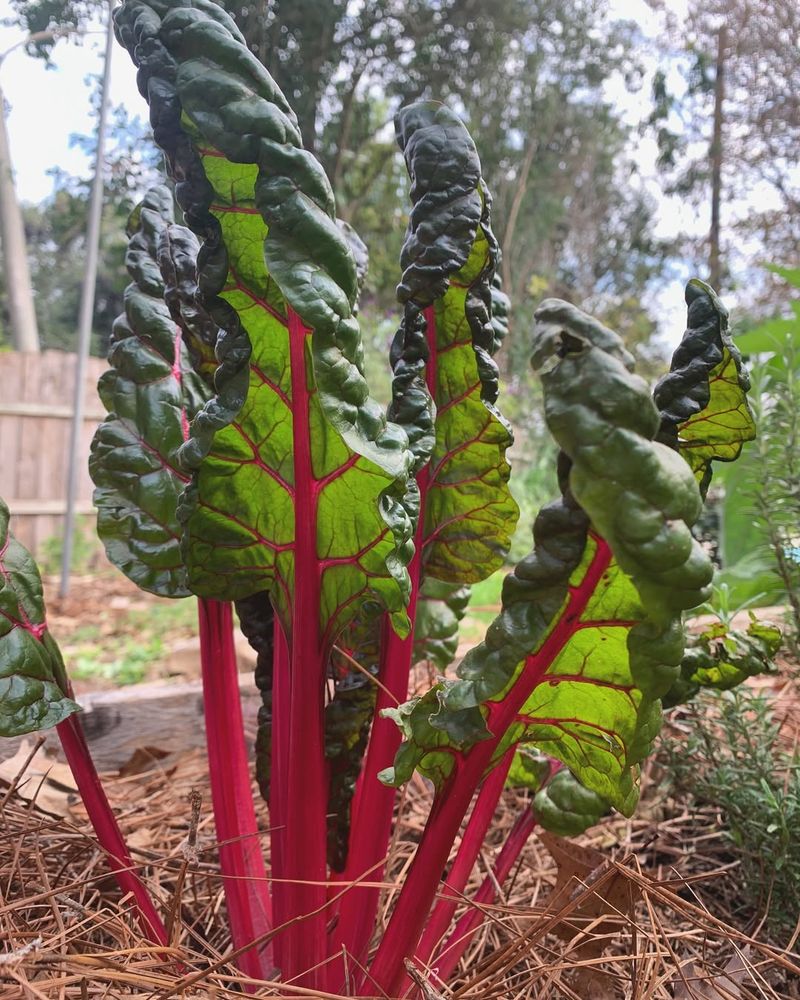 Swiss Chard