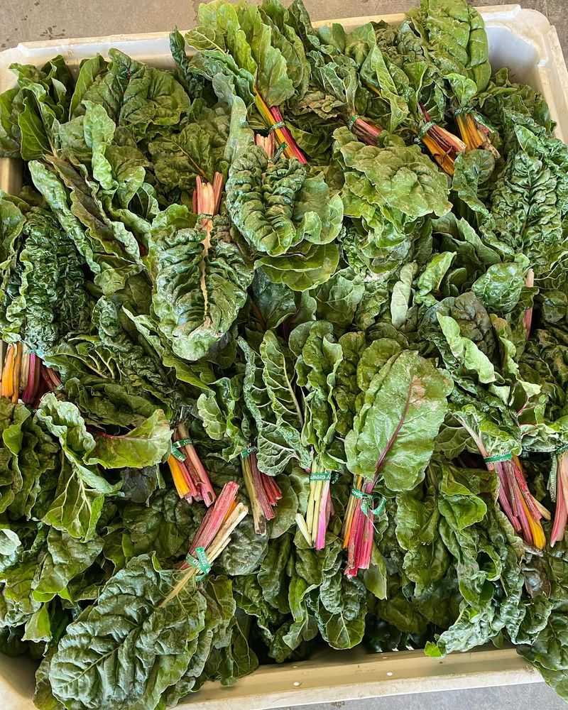 Swiss Chard