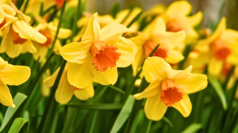 Daffodils