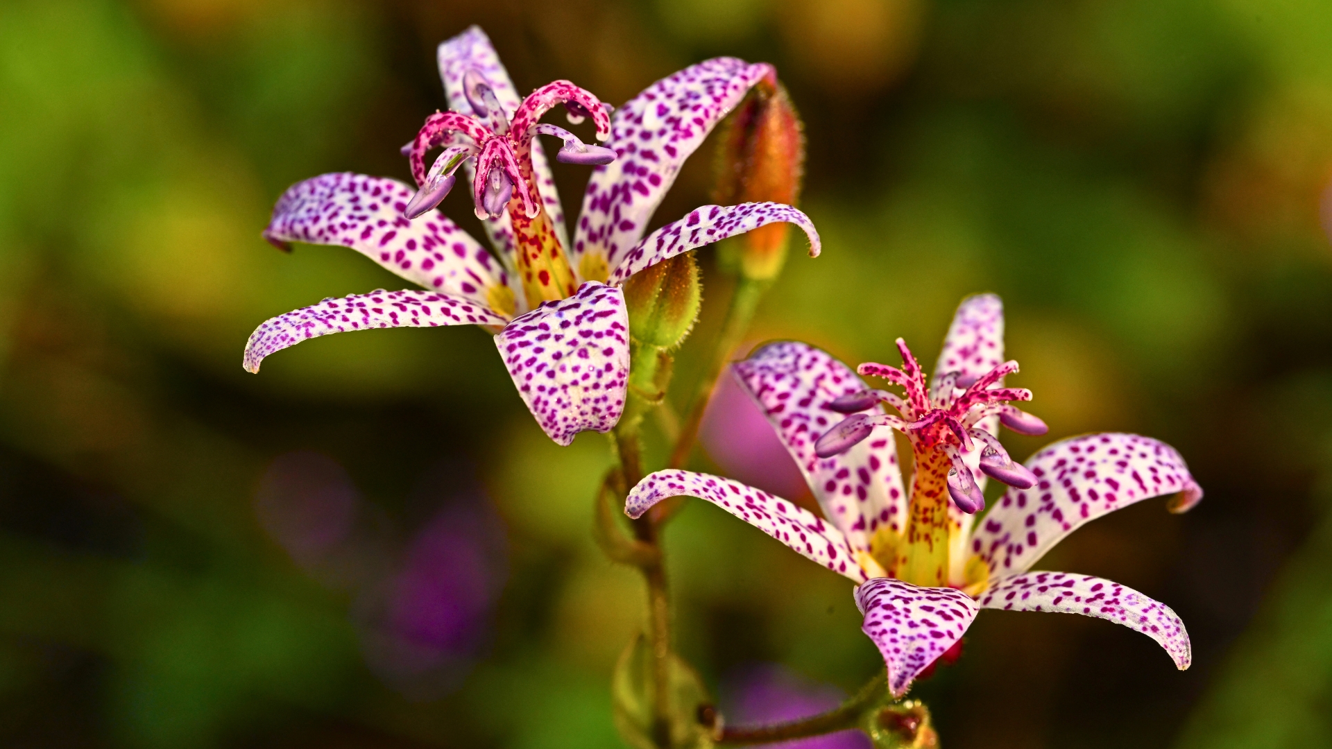 Toad Lily