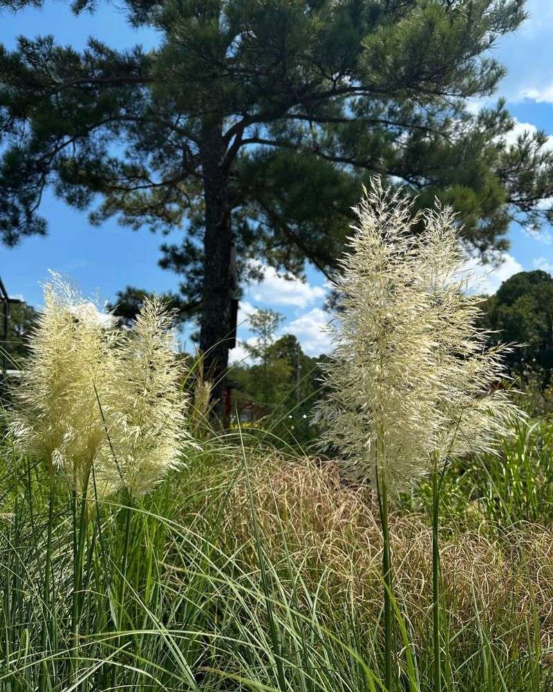 Tall Ornamental Grasses