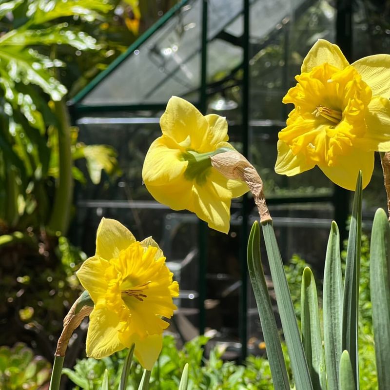 The Daffodil’s Role in Ecology