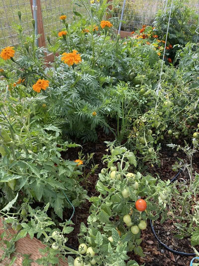 The Enchanted World of Companion Planting