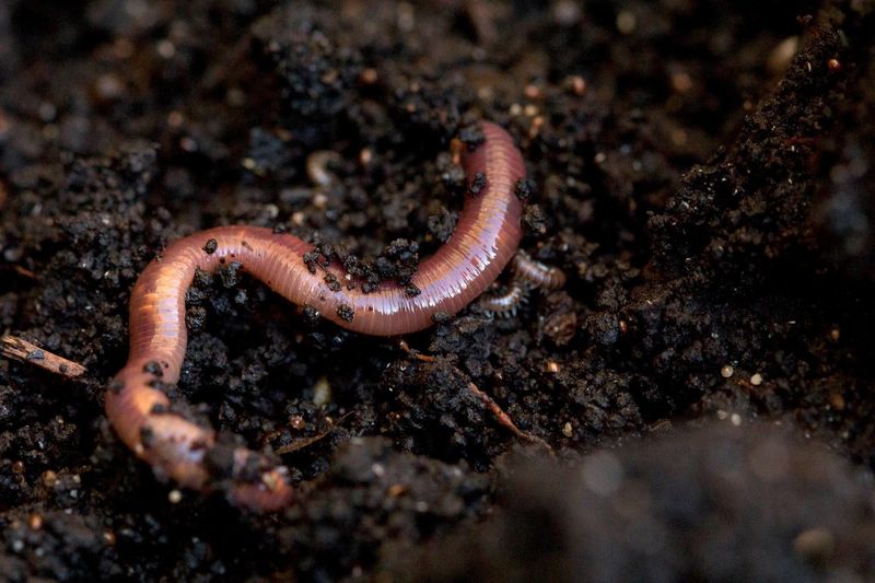 The Secret of Soil Health