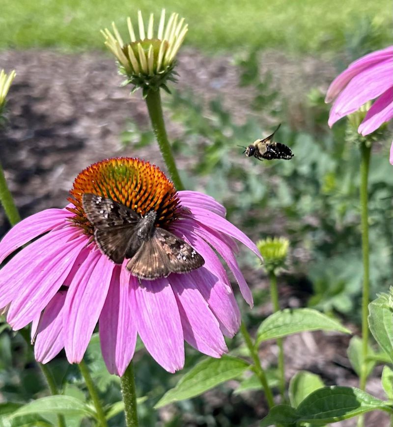 The Symphony of Pollinators