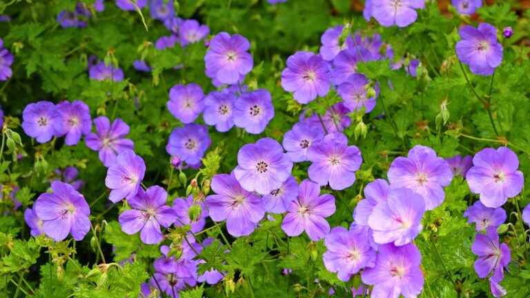 perennial geraniums