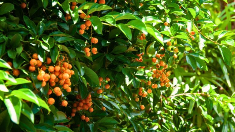 fruit tree