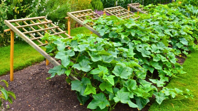 cucumbers in the garden