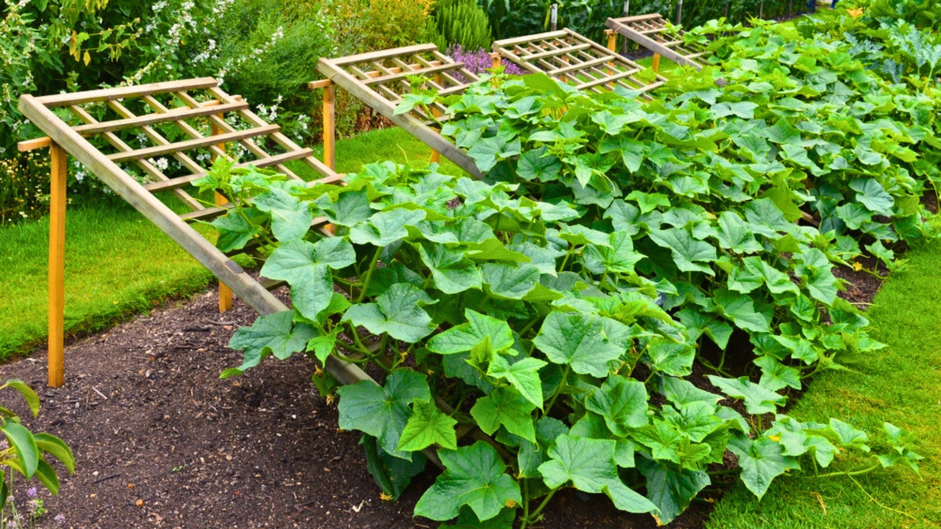 cucumbers in the garden