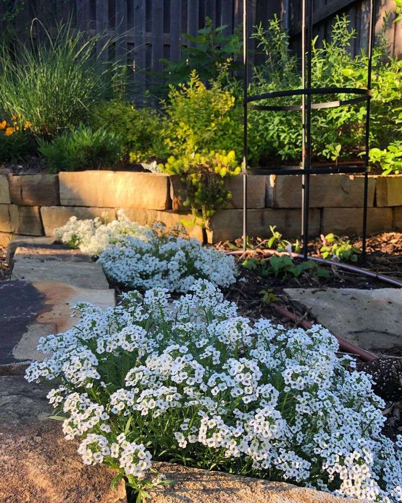 Sweet Alyssum