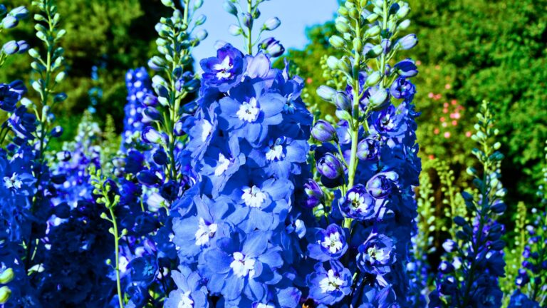 blue delphinium