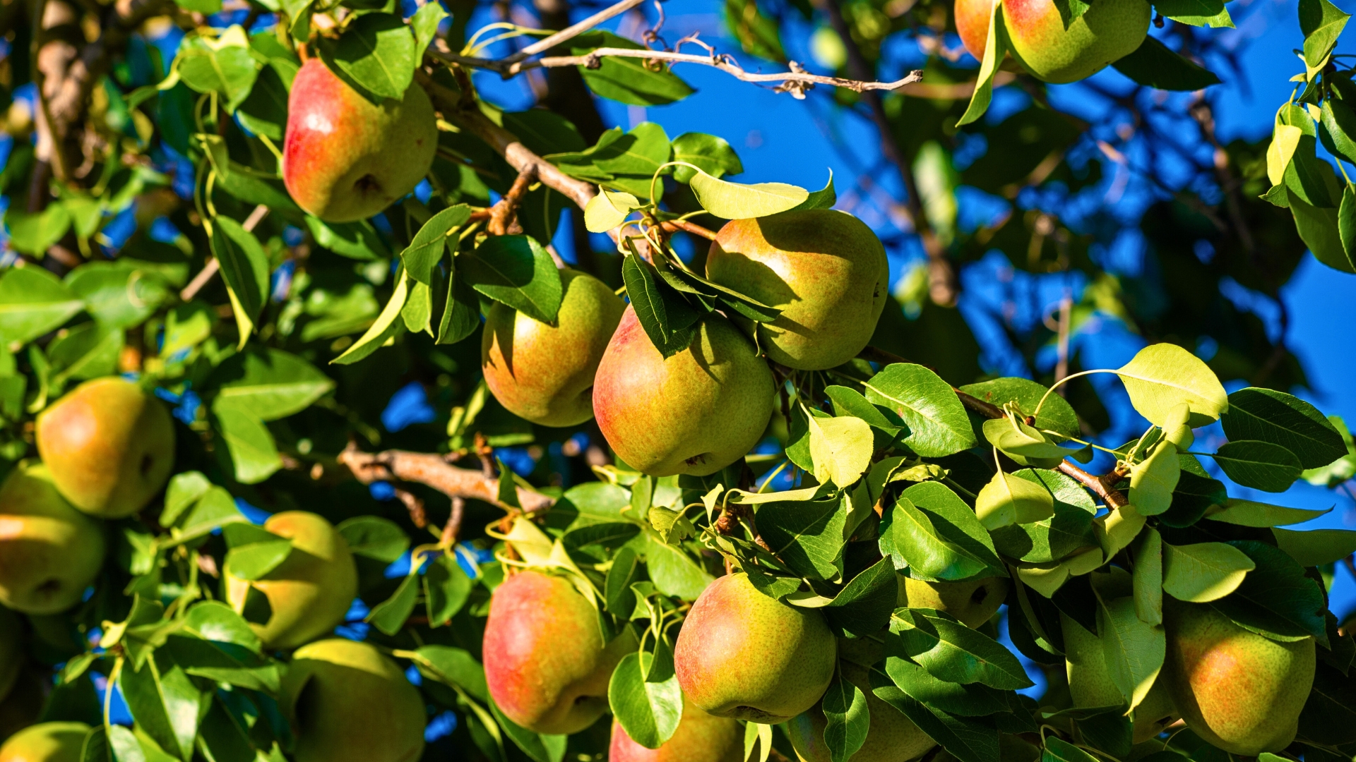 pears in the garden