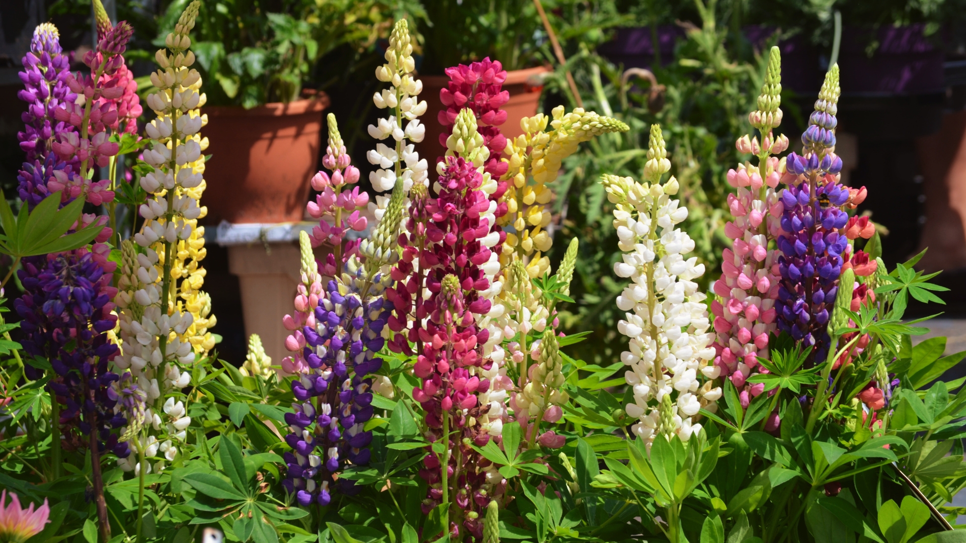 Yellwo, pink, red, blue and white flowers of Lupinus, commonly known as lupin or lupine, in full bloom in a sunny spring garden, beautiful outdoor floral background photographed with soft focus