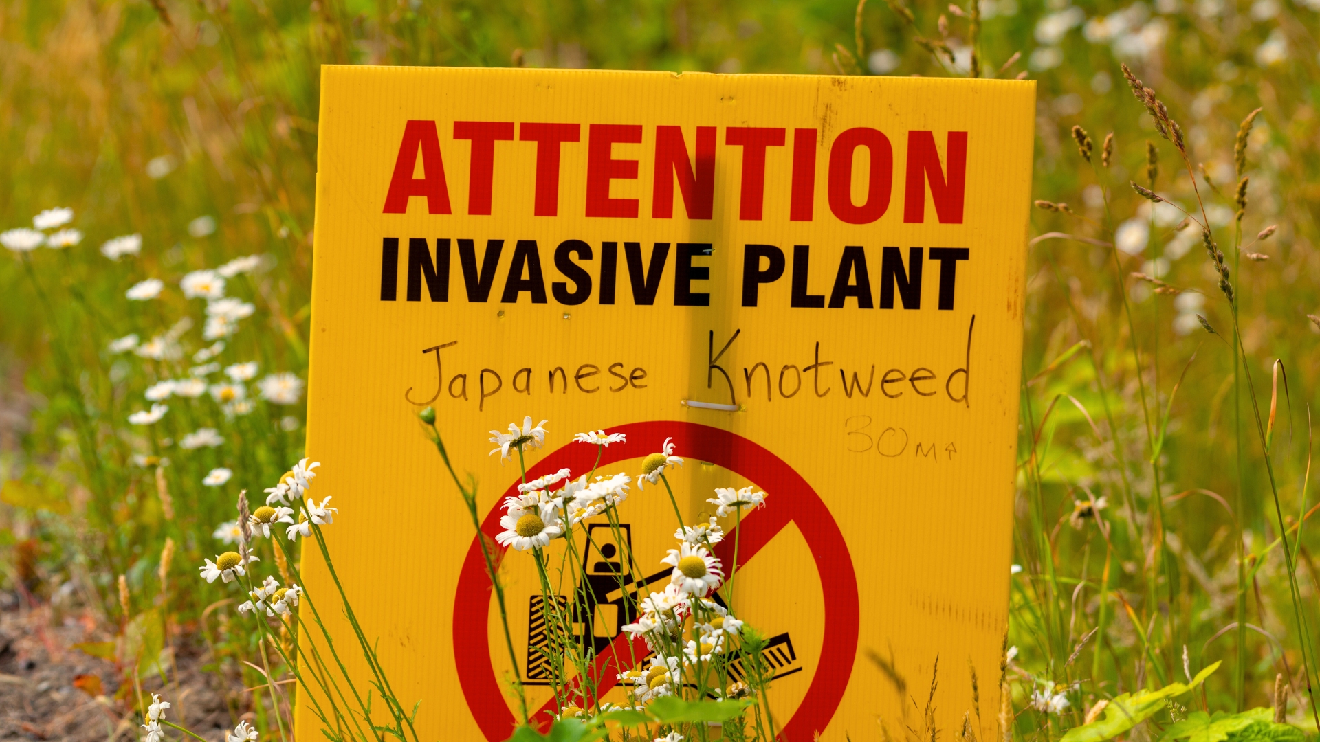 japanese Knotweed