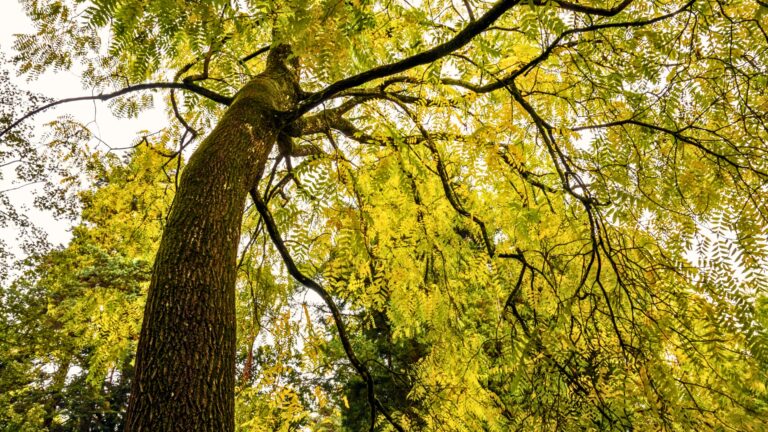 Black Walnut Tree