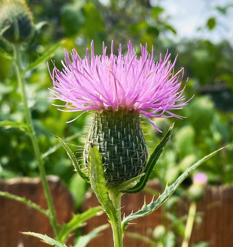 Thistle