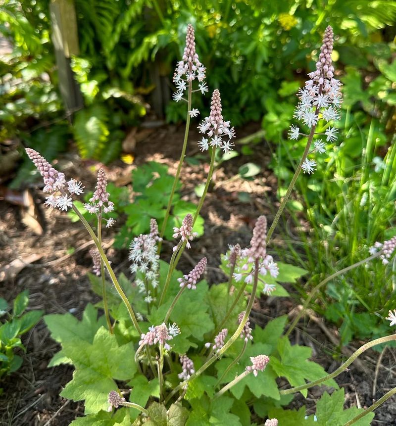 Tiarella