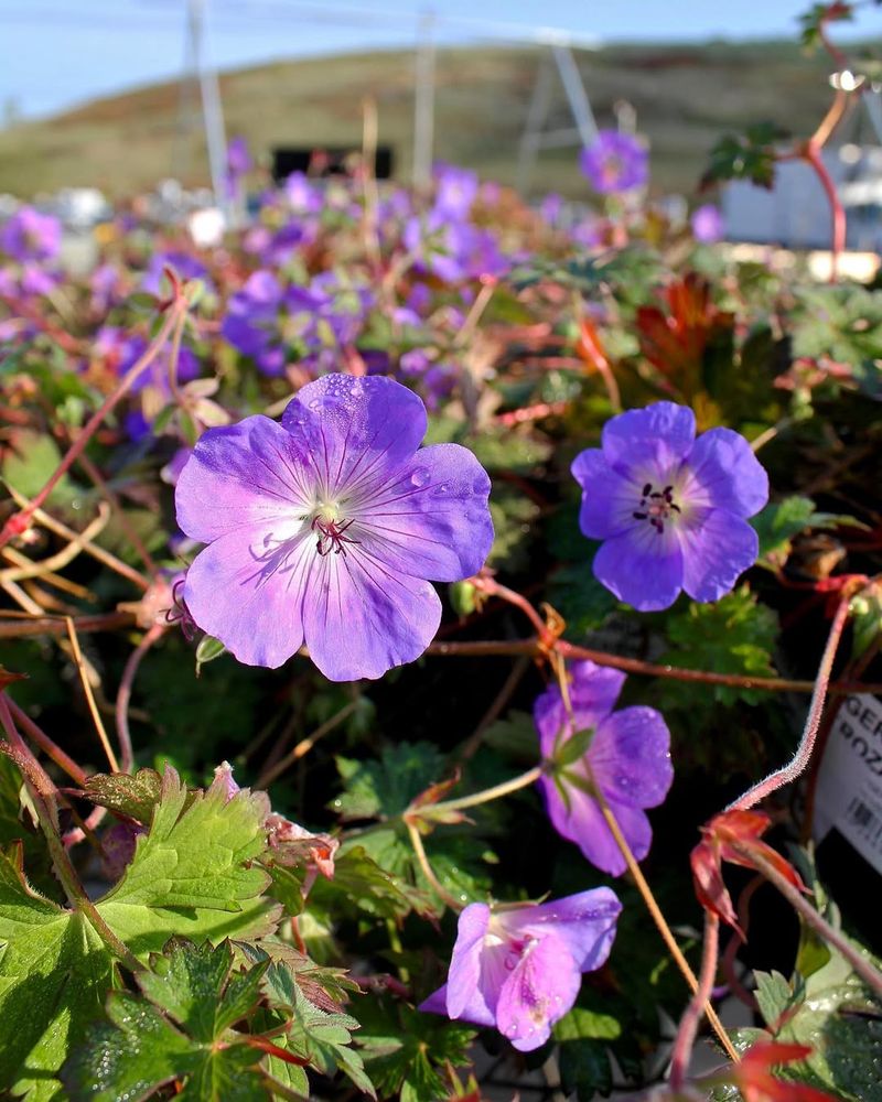 Tip 6: Mulch for Moisture