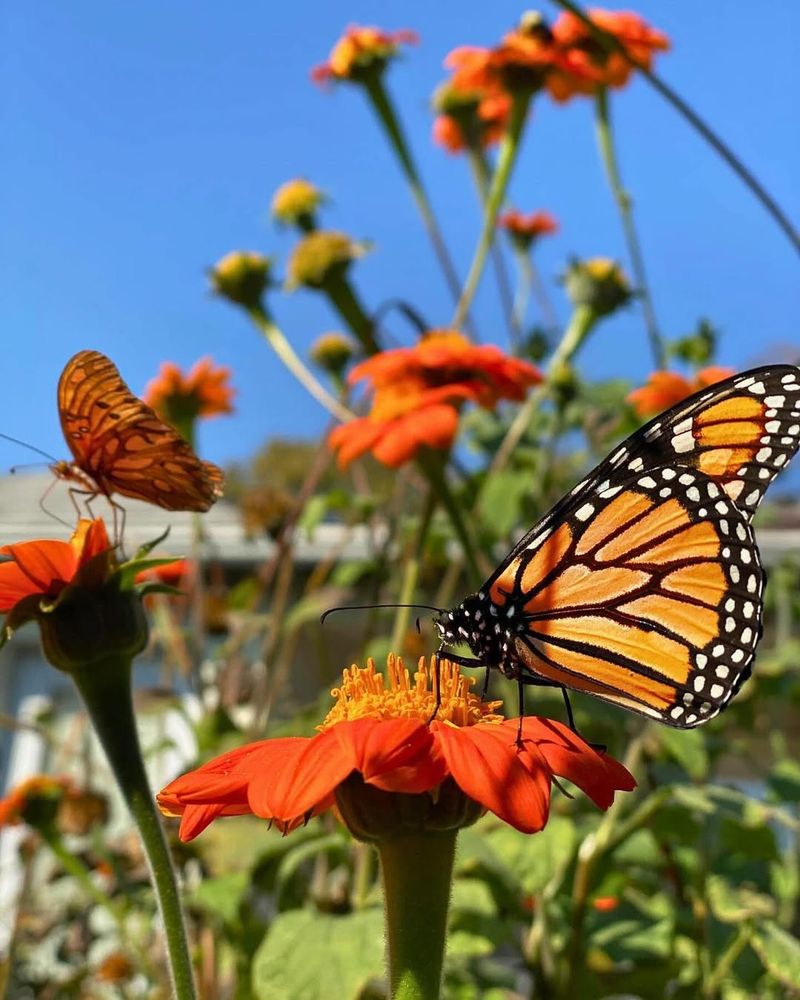 Tithonia (Mexican Sunflower)