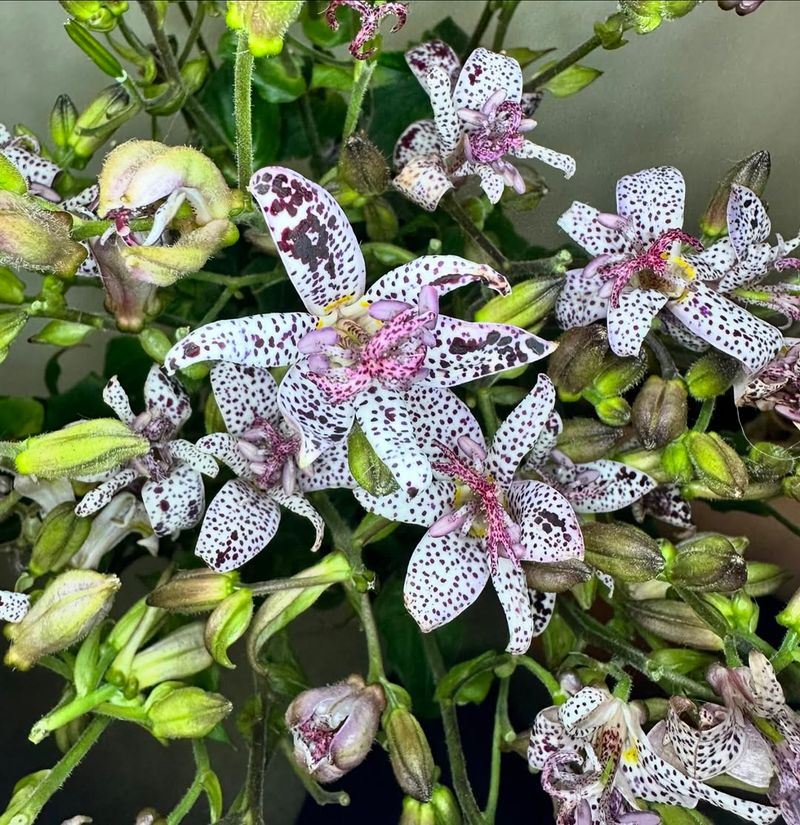 Toad Lily