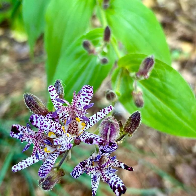 Toad Lily