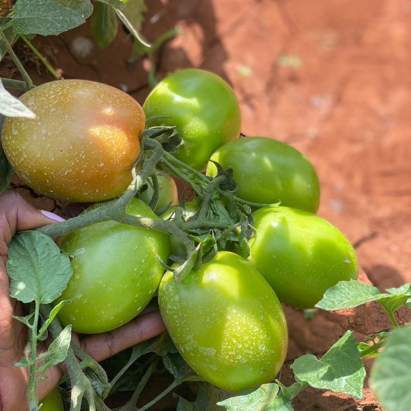 Tomatoes